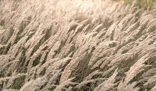 Preview: Golden grass sways gently in the evening breeze at a peaceful field near a quiet nature reserve