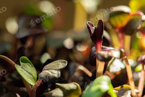 Preview: Salad micro greens growing bunch close up