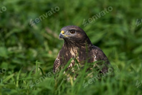Preview: Common buzzard (Buteo buteo)