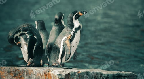 Preview: Frederiksberg, Denmark - September 12, 2019: Group of penguins is staying on the rock surrounded by