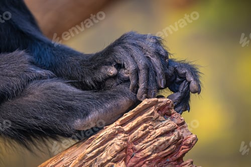 Preview: Closeup of hands of an ape on a wood.