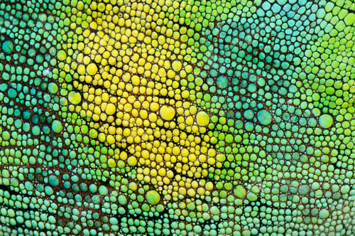 Preview: Skin of Johnston's Chameleon, Chamaeleo johnstoni, close-up