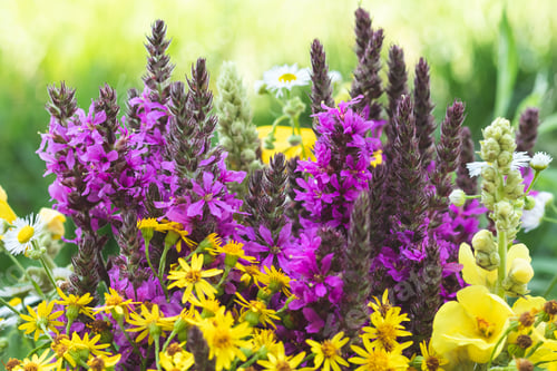 Preview: Colorful flowering herb meadow with purple and yellow blooming wildflowers.