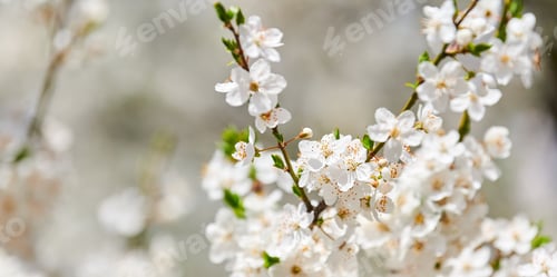 Preview: White plum blossom, beautiful white flowers of prunus tree in city garden, detailed plum branch