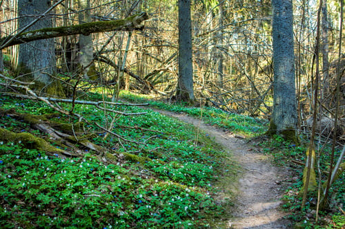 Preview: footpath through an overgrown forest