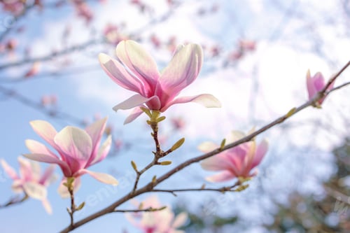 Preview: blooming Magnolia tree branch flowers with blue sky background