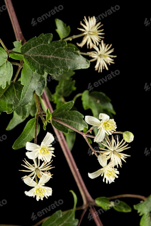 Preview: Flowers and leafs of Clematis , lat. Clematis vitalba L., isolated on black background