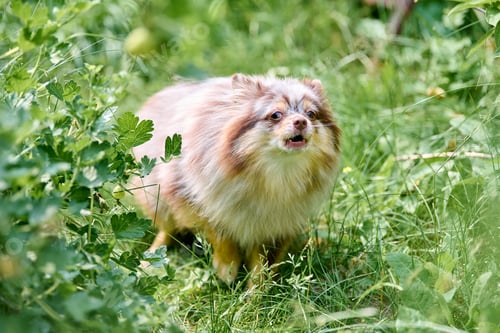 Preview: Fluffy pomeranian spitz exploring lush greenery