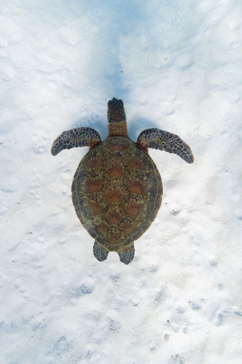 Preview: Green sea turtle (Chelonia mydas) under the ocean