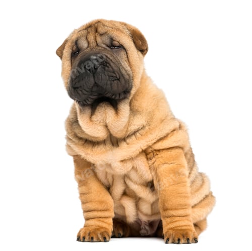 Preview: front view of a Shar pei puppy sitting and looking away (11 weeks old) isolated on white