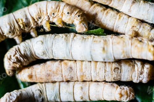 Preview: Group of silk worms, Bombyx mori, seen from above eating mulberry leaves.