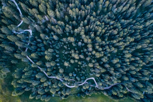 Preview: Aerial view of a green pine forest