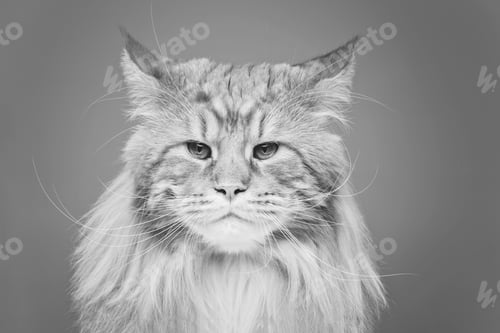 Preview: Beautiful maine coon cat