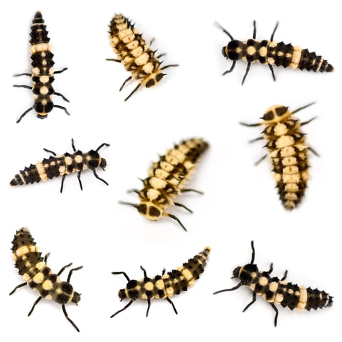Preview: Ladybird larvae