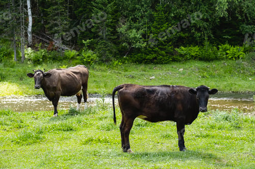 Preview: Cows herd grazing in meadow by stream.