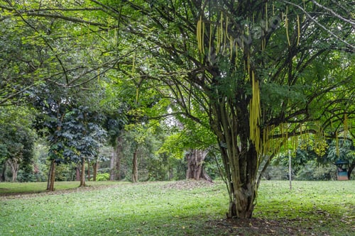 Preview: Royal Gardens of Peradenia