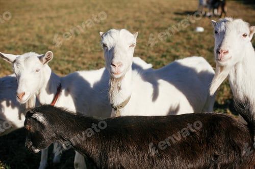 Preview: Sweet goats with funny beards on background of other goats grazing