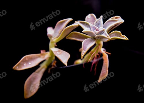 Preview: Succulent Plants on a Black Background