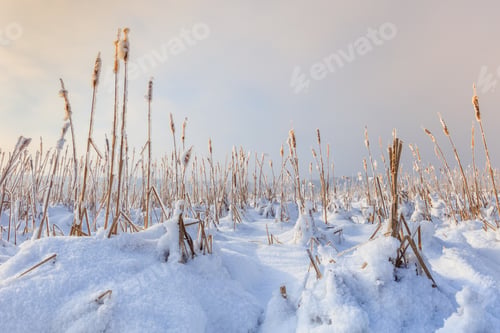 Preview: lake in winter