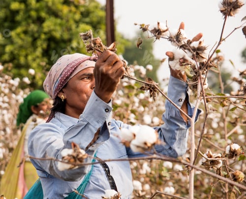 Preview: Indian woman harvesting cotton in a cotton field.