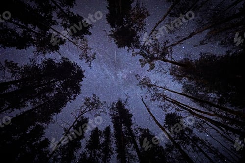 Preview: Starry sky peeking through a forest canopy at night