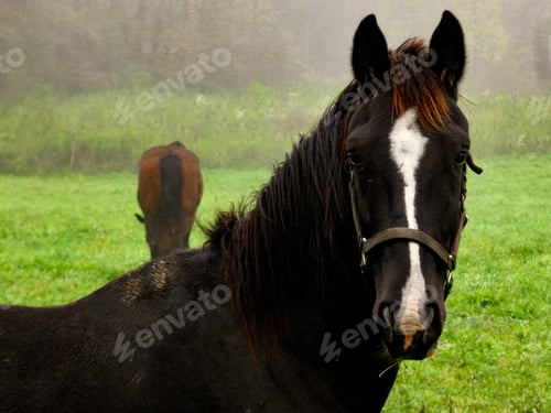 Preview: Horse