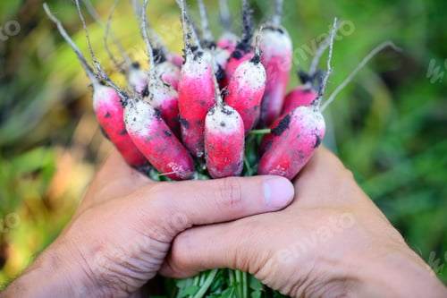 Preview: Fresh organic radishes with tops and green leaves in the hands o