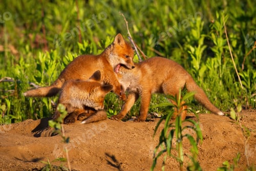 Preview: Family red fox playing on den in springtime nature