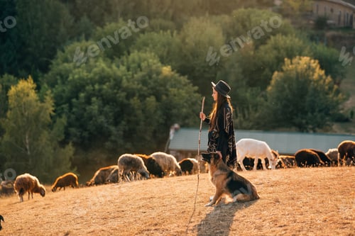 Preview: Female shepherd with a dog grazes a flock on the lawn