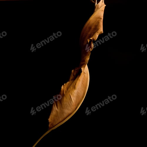 Preview: Closeup shot of a dried leaf isolated on a black background