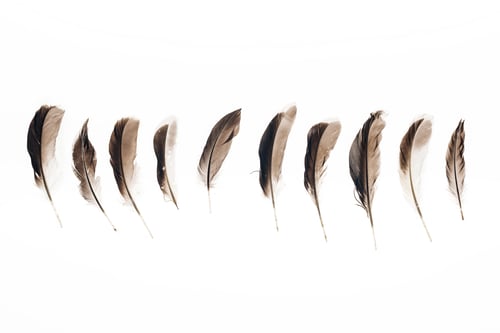 Preview: set of brown lightweight feathers in row isolated on white