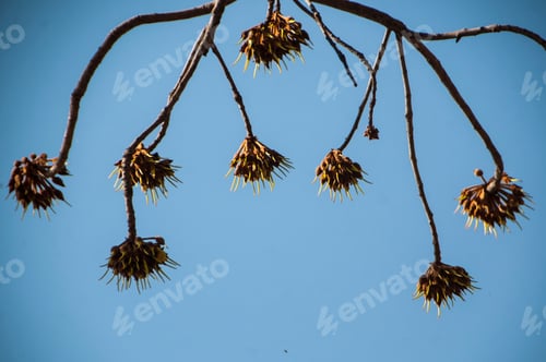 Preview: Mahua Madhuca longifolia Tree in the Forest
