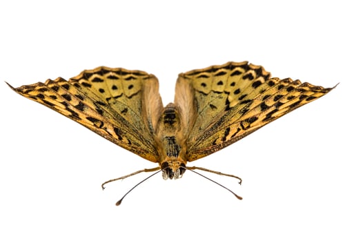 Preview: Butterfly Silver-Washed fritillary, lat. Argynnis paphia, isolated on white background