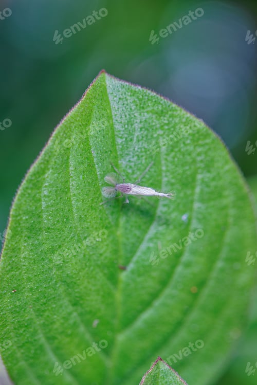 Preview: Macro shot of a small white fly on the green leaf