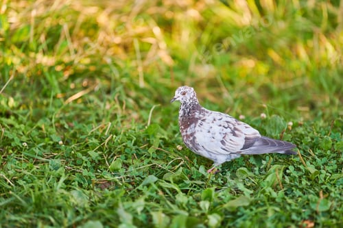 Preview: Dove on grass