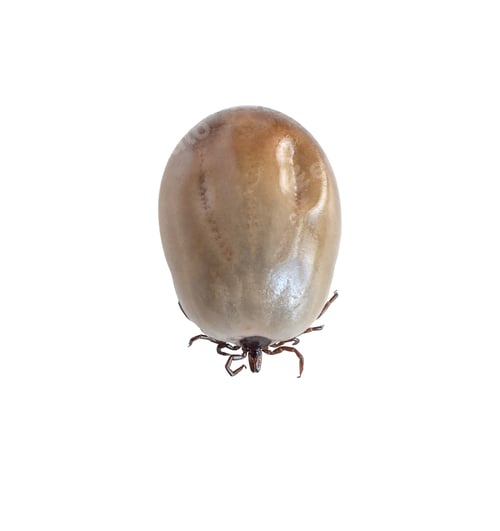 Preview: Engorged with blood deer tick closeup isolated cutout
