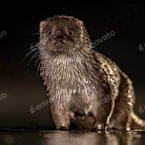 Preview: European Otter in shallow water at night