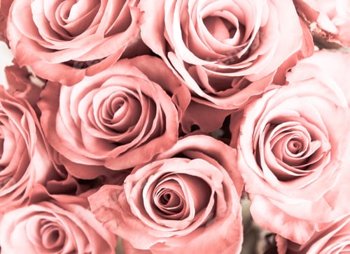 Preview: Close Up Roses Background with Pale Pink Tone
