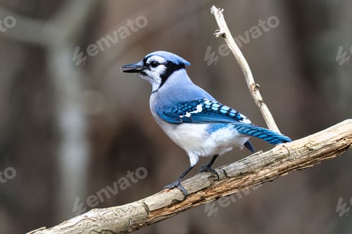 Preview: Vibrant blue jay perched on a branch against a blurred natural background.