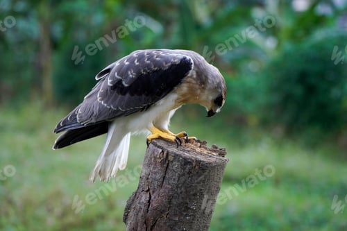 Preview: Black-winged kite (Elanus caeruleus)