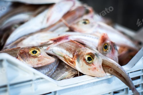 Preview: Glistening fish at fish market