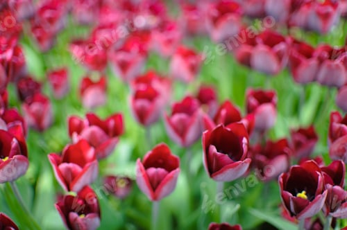 Preview: Blooming tulips background. Floral exhibition.