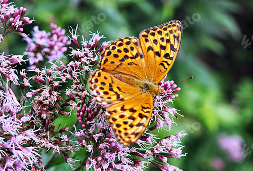 Preview: Butterfly on purple flower