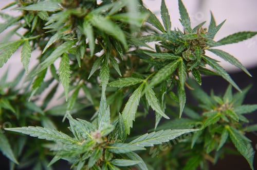 Preview: cannabis (marijuana) plant. growing marijuana at home for medical purposes