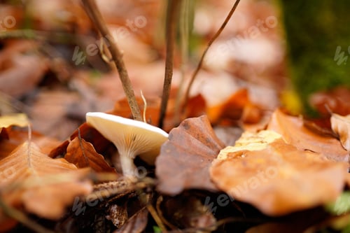 Preview: Selective focus shot of mushroom with dried autumn leaves on forest ground