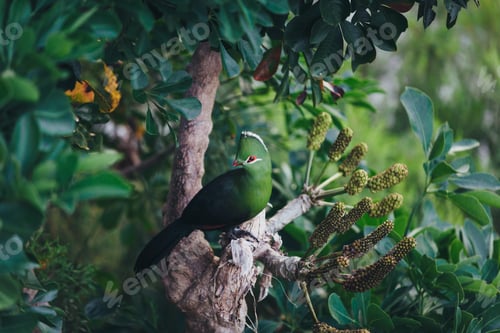 Preview: A green lourie