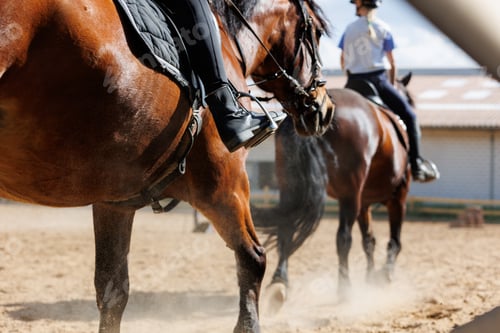 Preview: Horse riding school. Little children girls at group training equestrian lessons at outdoors ranch