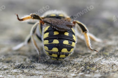 Preview: Closeup on a Lot's Woolcarder, Anthidium loti from the Gard, France