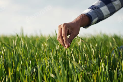 Preview: Close up view. Man's hand touching the grass on the agricultural field