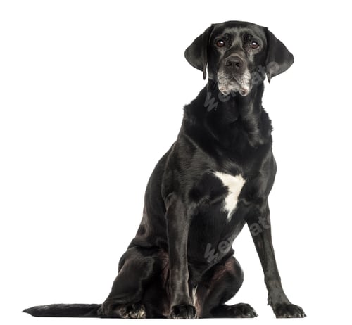 Preview: Old dog sitting, isolated on white